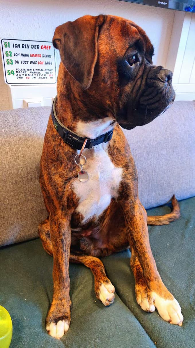buerohund-wurzel Bürohund Wurzel